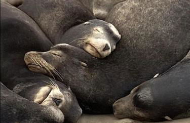 Luxe Beachside Escape Near Channel Islands - Foto 33