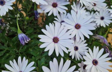 La casetta di Dany - Foto 25