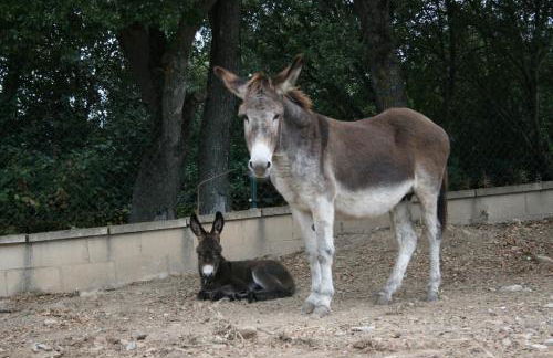 La Granja De Vitoria - Foto 35