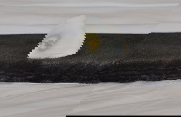 The Highlander Hotel - Foto 6