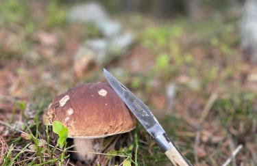 La Pastourelle en Lozère - Foto 39