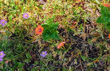 Peaceful Pines Place, a cozy mountain hideaway wAC - Foto 25