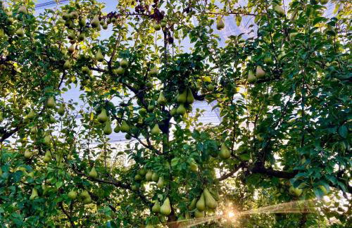 Palazzo Minelli - Foto 63