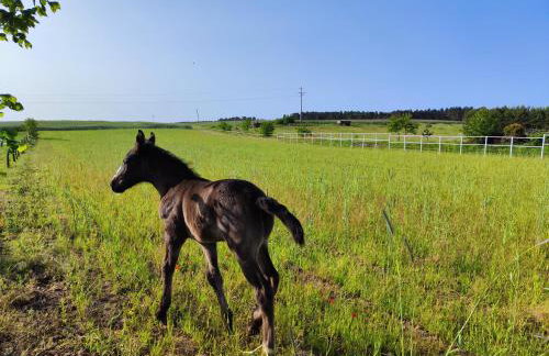 Vigor Horses - Foto 39