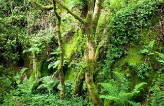 Clonaslee House - Foto 28