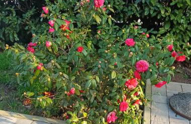 Jane's Garden - Foto 35