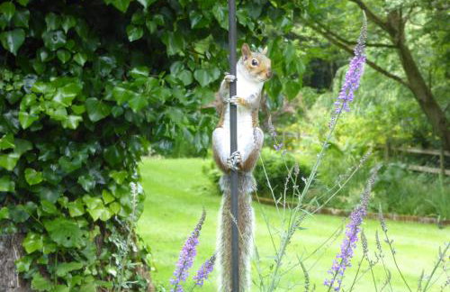 Weir Cottage - Foto 39