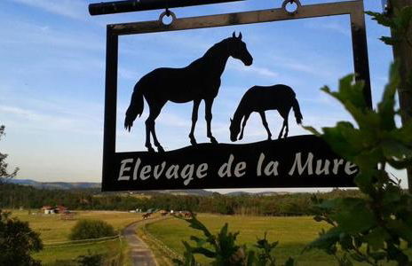 Gite de l'Elevage de la Mûre - Foto 17