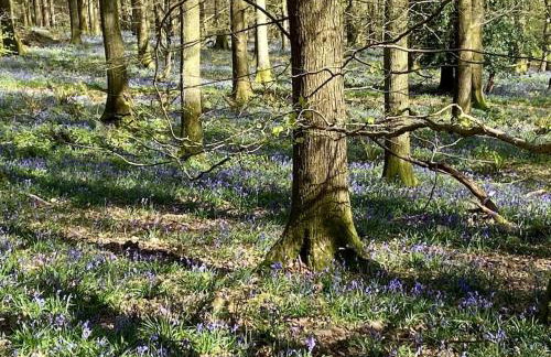 The Chaff House Country Cottage - Foto 40