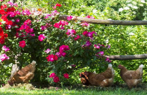 Fattoria Bio L'A Ceccoli - Foto 56