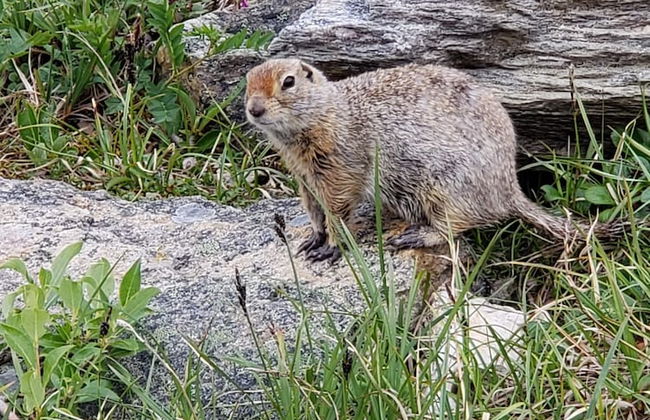 Denali Wild Stay - Foto 65