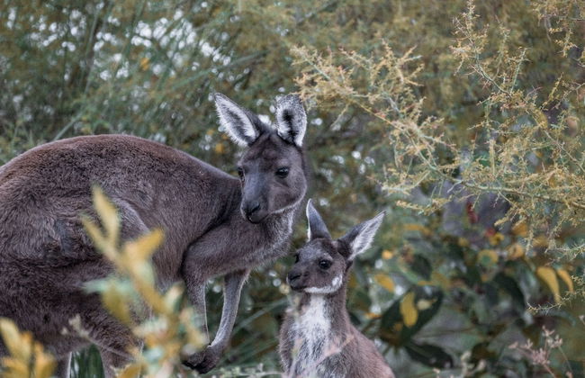 Bina Maya Yallingup Escape - Foto 37