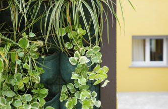 Agave in Centrale - Foto 9