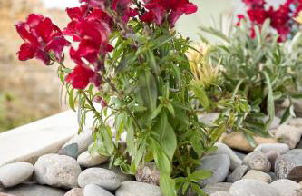 Alexandrino - Foto 30