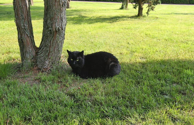 Doppelhaushalfte, Plau am See - Foto 9