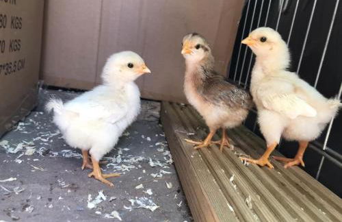 A Cotswold Cabin with Great Views and a Hot Tub - Foto 10