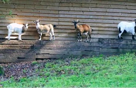 Les gites de Pétrocoriis - Boulazac Périgueux - Foto 93