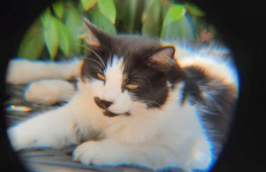 Farfalle in fiore Guesthouse - Foto 3