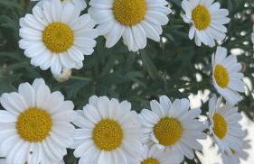 Laghi di Como appartamento di Licinia e Mario - Foto 33