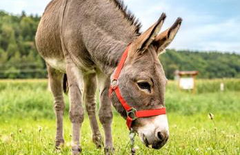 Bartlhof-Ferienwohnungen-Zimmer - Foto 75