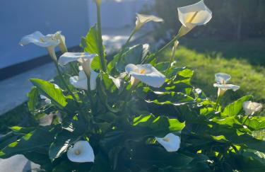 Holiday house Gabi Istria - Foto 42