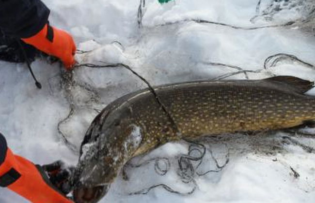 2 bedroom House in Kuopio with sauna - Photo 29