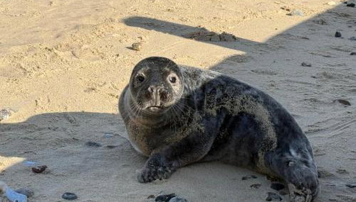 East view villa - Foto 2