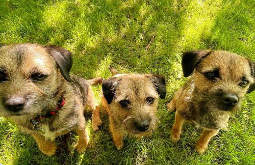 The Old School - Foto 18