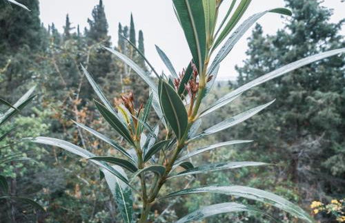 Linda House Corfu - Foto 61