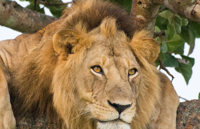 5-Day Safari in Uganda - Photo 1