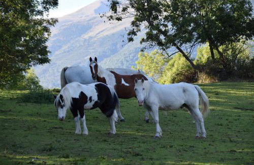 Els Pins d'Abella - Foto 68