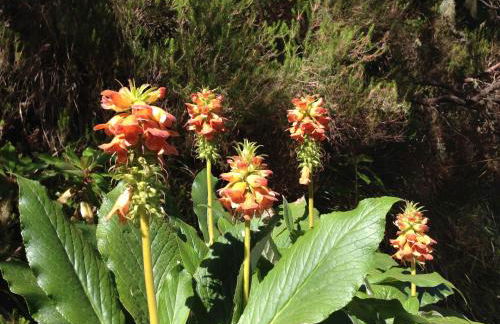 Blooming Botanic Houses - Foto 38