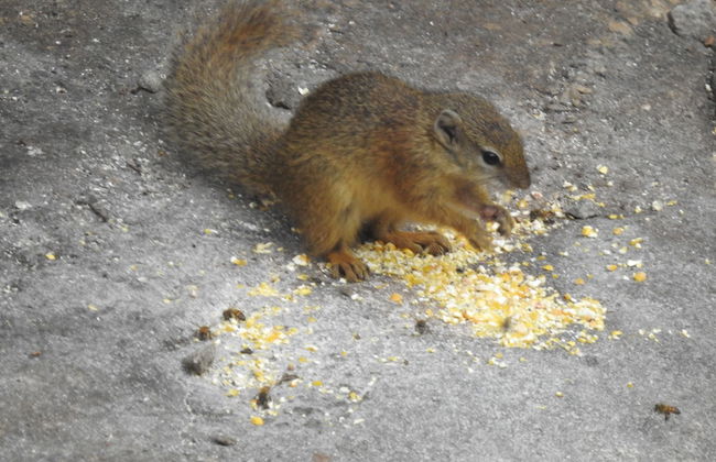 Birds Babble Self Catering Guest House - Foto 15