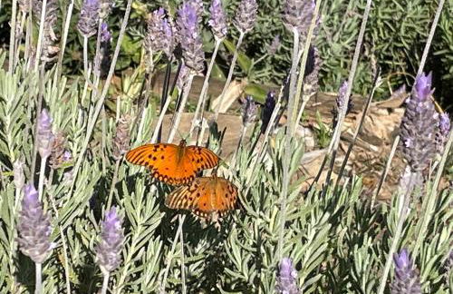 Linda casa de vidro no coração da Mantiqueira - Foto 8