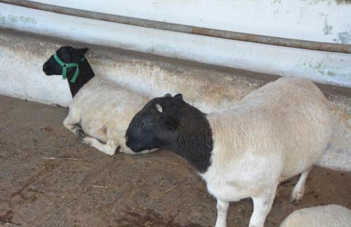 FLAT MONTE CASTELO GRAVATÁ 2 QUARTOS COM AR CONDICIONADO - WIFi - Foto 54