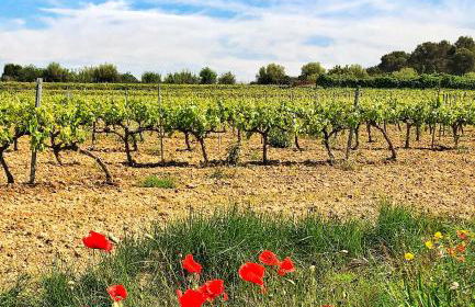 Ca l'Helena - Foto 27