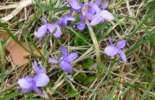 Apfelbluete und Paradies - Foto 17