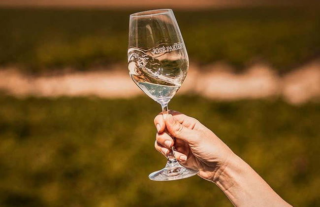 Visita a las bodegas José Pariente - Foto 8