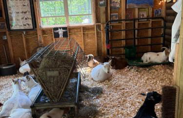 Catskills Aframe, Water View, Goat Sanctuary - Foto 24