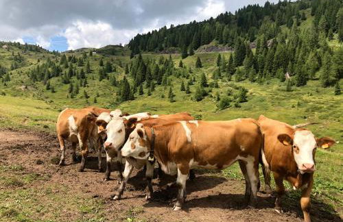 Piccolo Nido Falcade - Foto 61