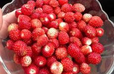 Siedlisko Wyżne - Foto 27