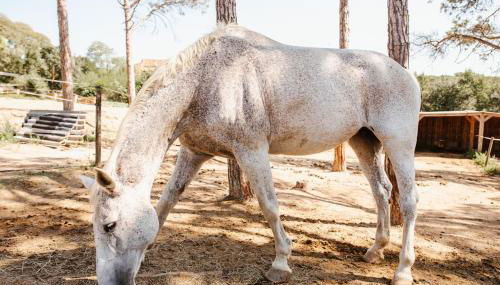 La Viña. Casa rural en el campo - Foto 3