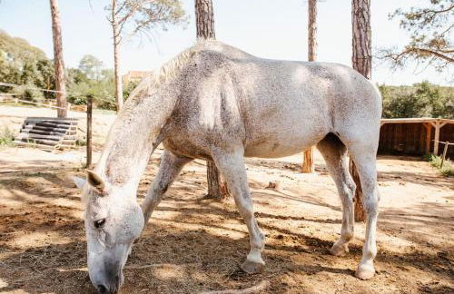 LOS TILOS Casa rural en el campo. - Photo 63