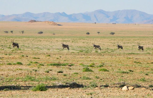 Solitaire Desert Farm - Foto 42