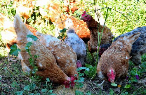 Ferienhaus & Weingut am Steingebiss - Foto 69