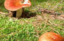 Osada California - Foto 62