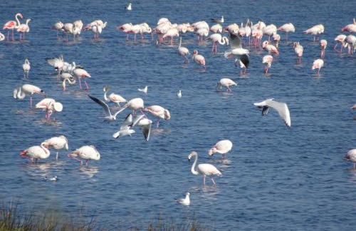 Domaine du Petit Tournebelle - Foto 77