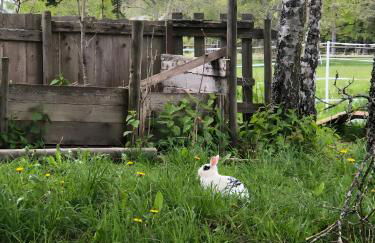 Das Falken Nest - Foto 11