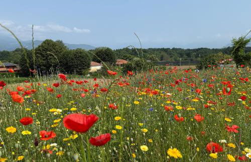 A Casa di Ale Lago Maggiore Private outdoor sauna - Foto 5