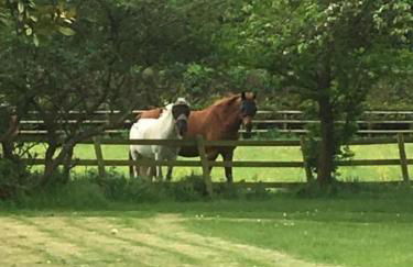 Little Banks Cabin - Foto 35